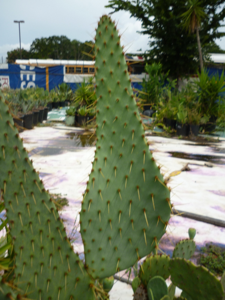 Opuntia engelmannii -v- linguiformis | The Cactus King